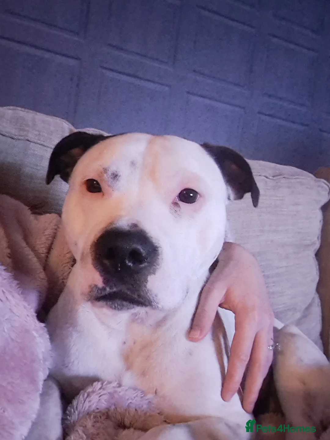 Staffordshire Bull Terrier dogs for sale: Spike  - Advert 2