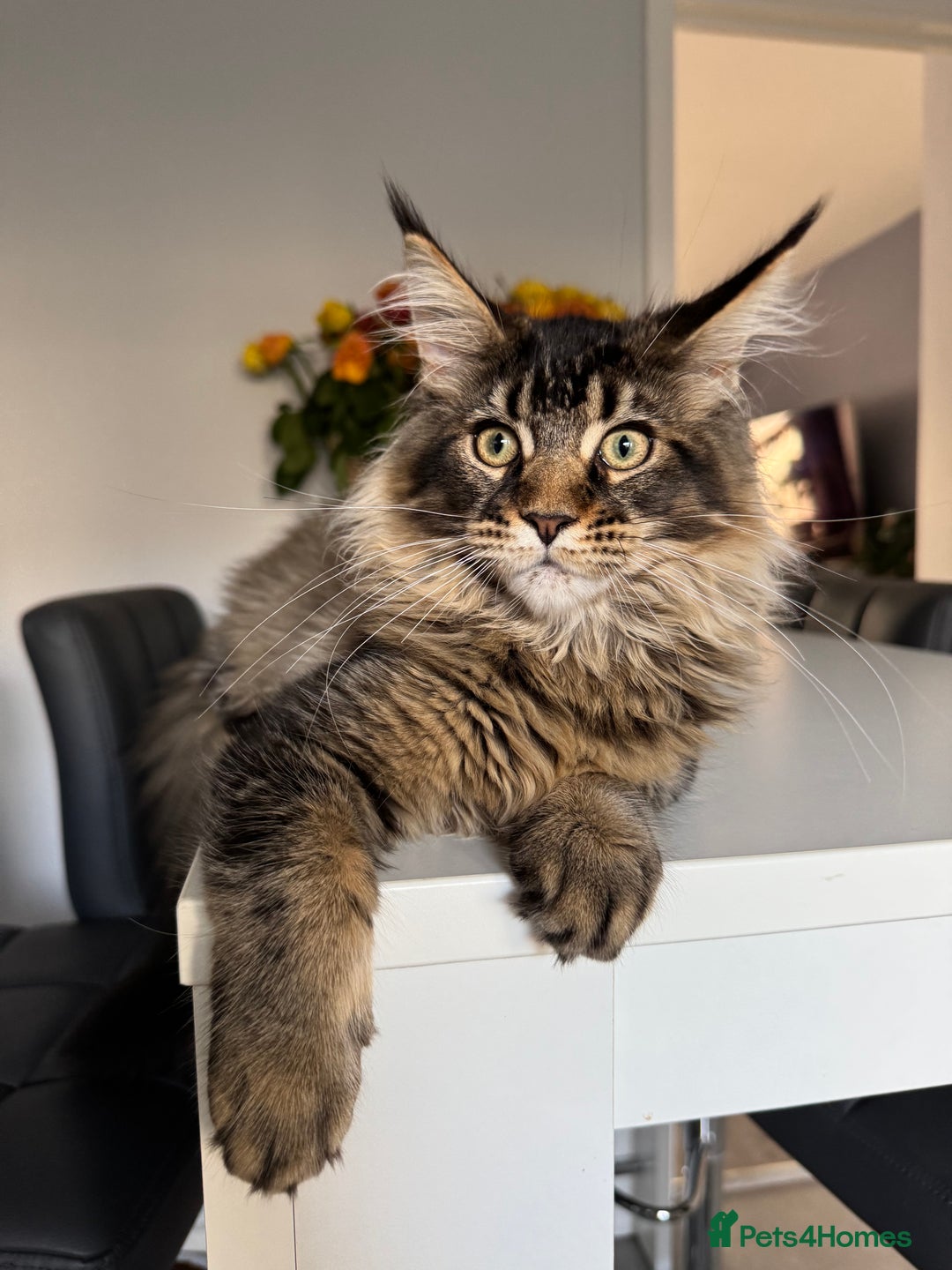 Maine Coon cats for sale: Perfect Maine Coons - Advert 1