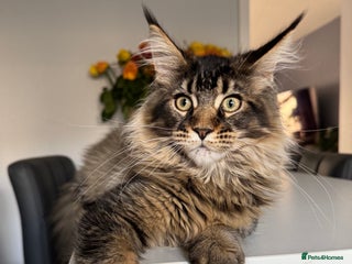Maine Coon cats Perfect Maine Coons - Advert 14