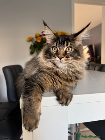 Maine Coon cats Perfect Maine Coons - Advert 4
