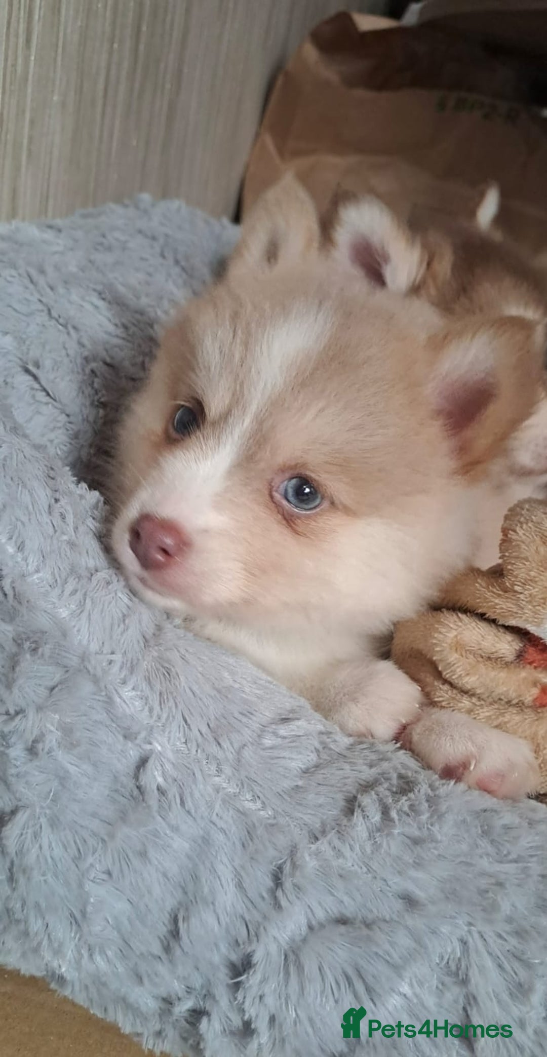 Pomsky dogs for sale: 3 Boys leftStunning Blue eyed F4 Pomsky pups - Advert 16