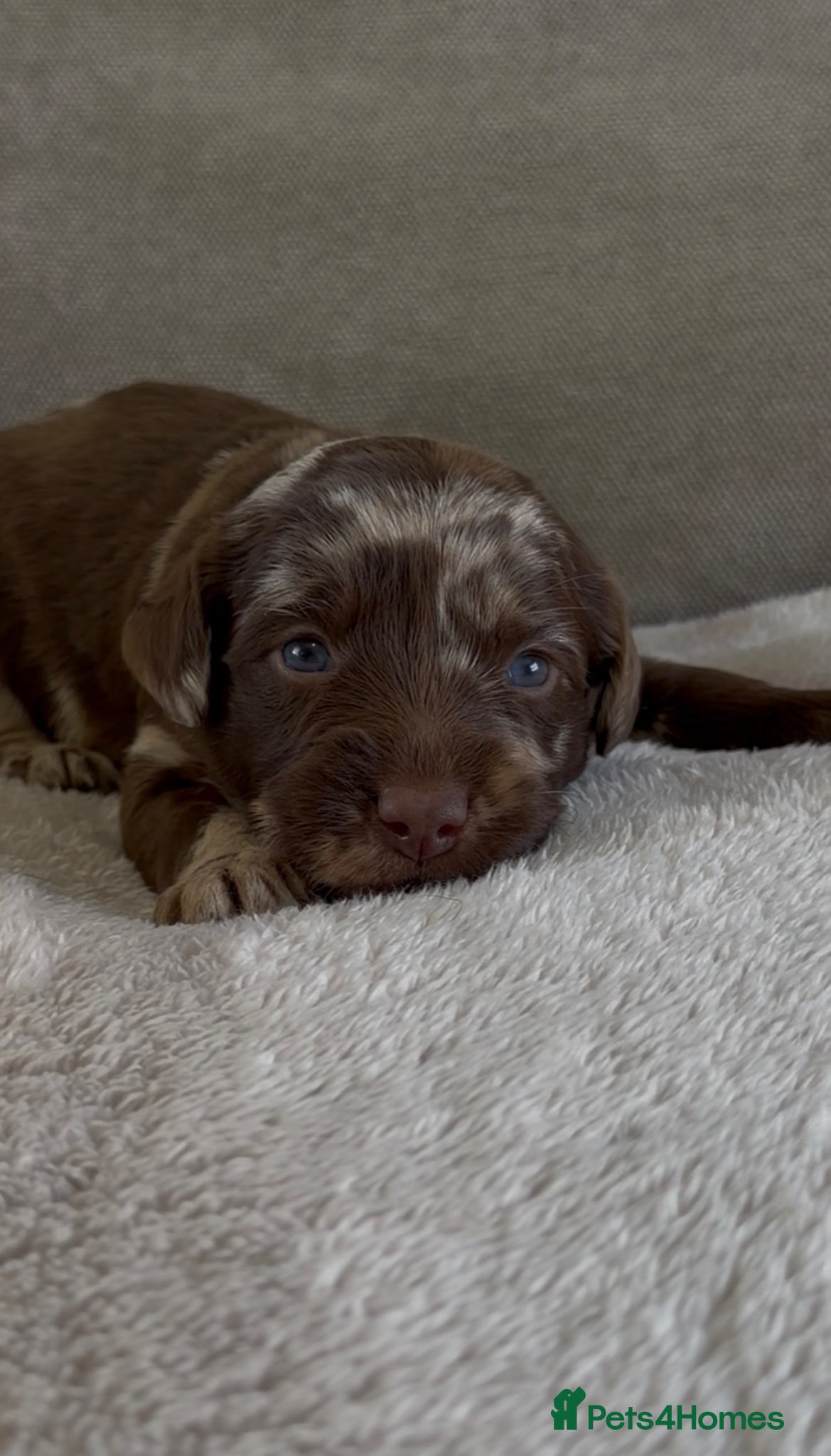 Labradoodle dogs for sale: Beautiful chunky miniature labradoodles 💕 in Lincoln - Advert 4
