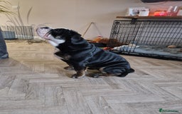 Olde English Bulldogge dogs for stud: Olde English Bulldogge (Black, white and brindle) - Image 30