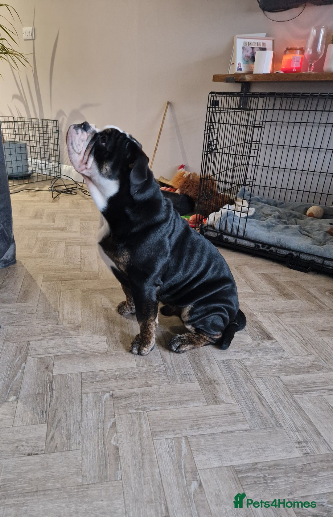 Olde English Bulldogge dogs for stud: Olde English Bulldogge (Black, white and brindle) - Image 30