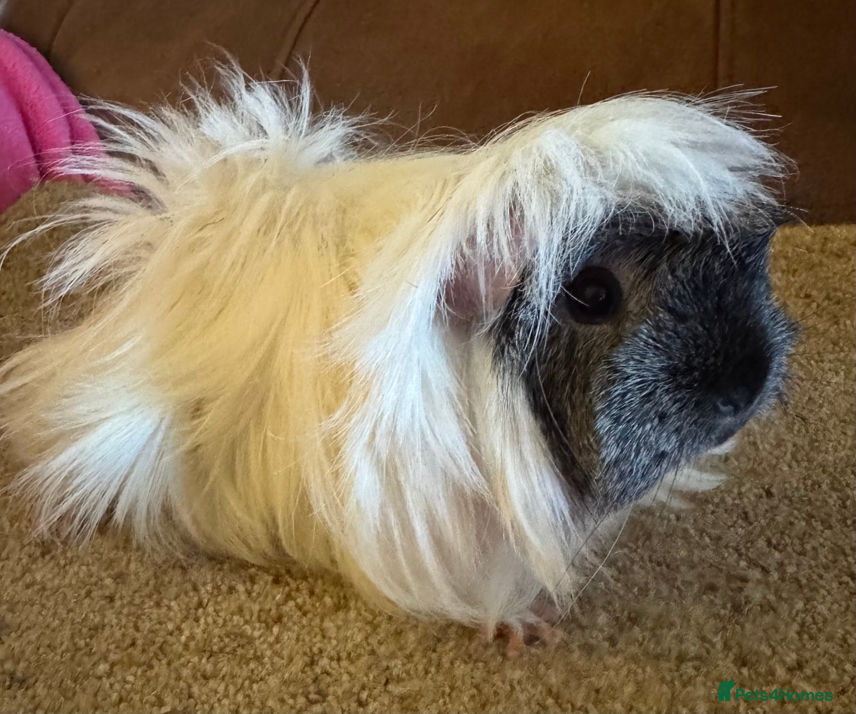 Guinea Pig rodents Peruvian guinea pigs sow/ boar (pair ) - Advert 2