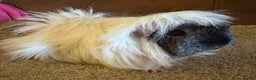 Guinea Pig rodents for sale: Peruvian guinea pigs sow/ boar (pair ) - Advert 1