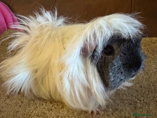 Guinea Pig rodents Peruvian guinea pigs sow/ boar (pair ) - Advert 10