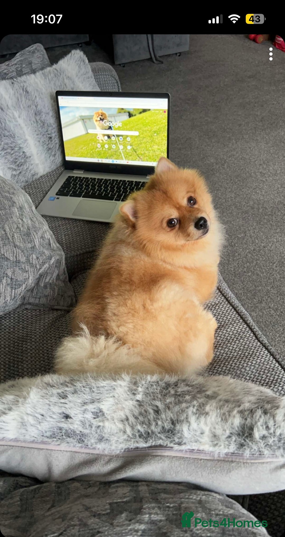 Pomeranian dogs for stud: Pomerian  - Advert 3