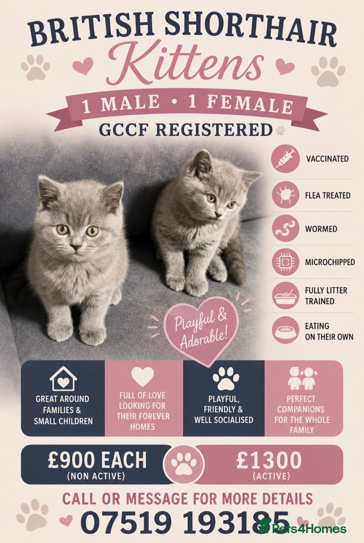 British Shorthair cats Blue British Shorthair kittens  - Advert 1