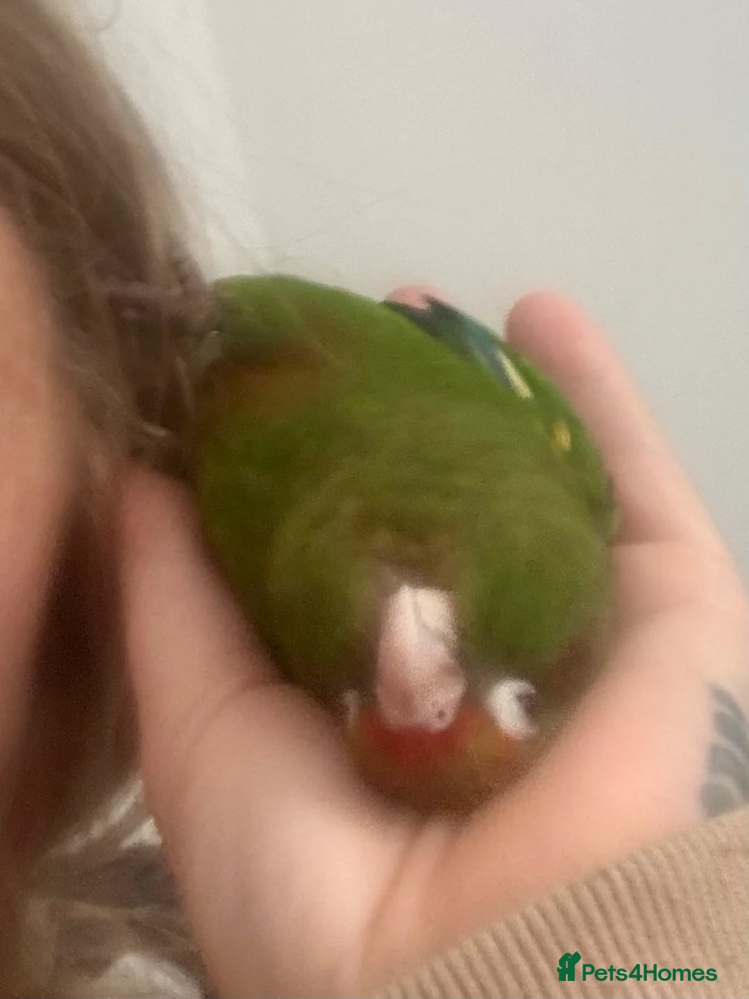 Conures birds for sale: Very tame conure - Advert 2
