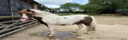 Welsh Section C horses for sale: 12.2 Family/PC Pony - Advert 4