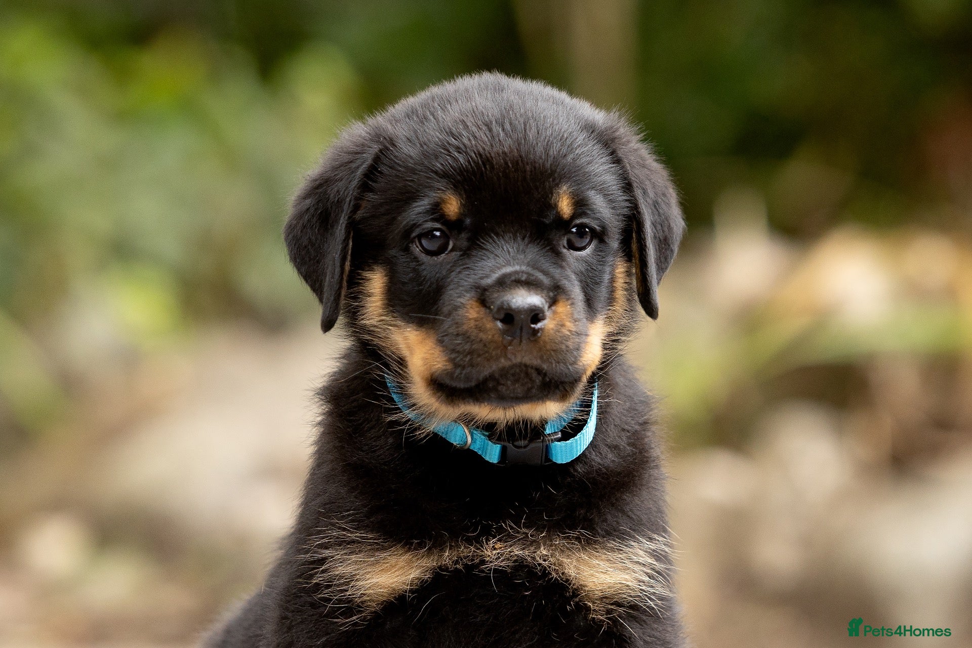 Rottweiler dogs Phenomenal old fashioned, health tested bloodlines - Advert 1