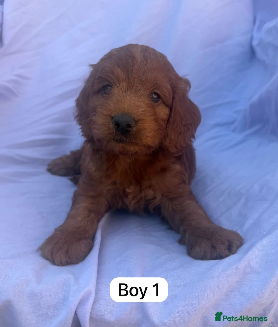 Cockapoo dogs for sale: F1 Toy Cockapoos - Advert 2