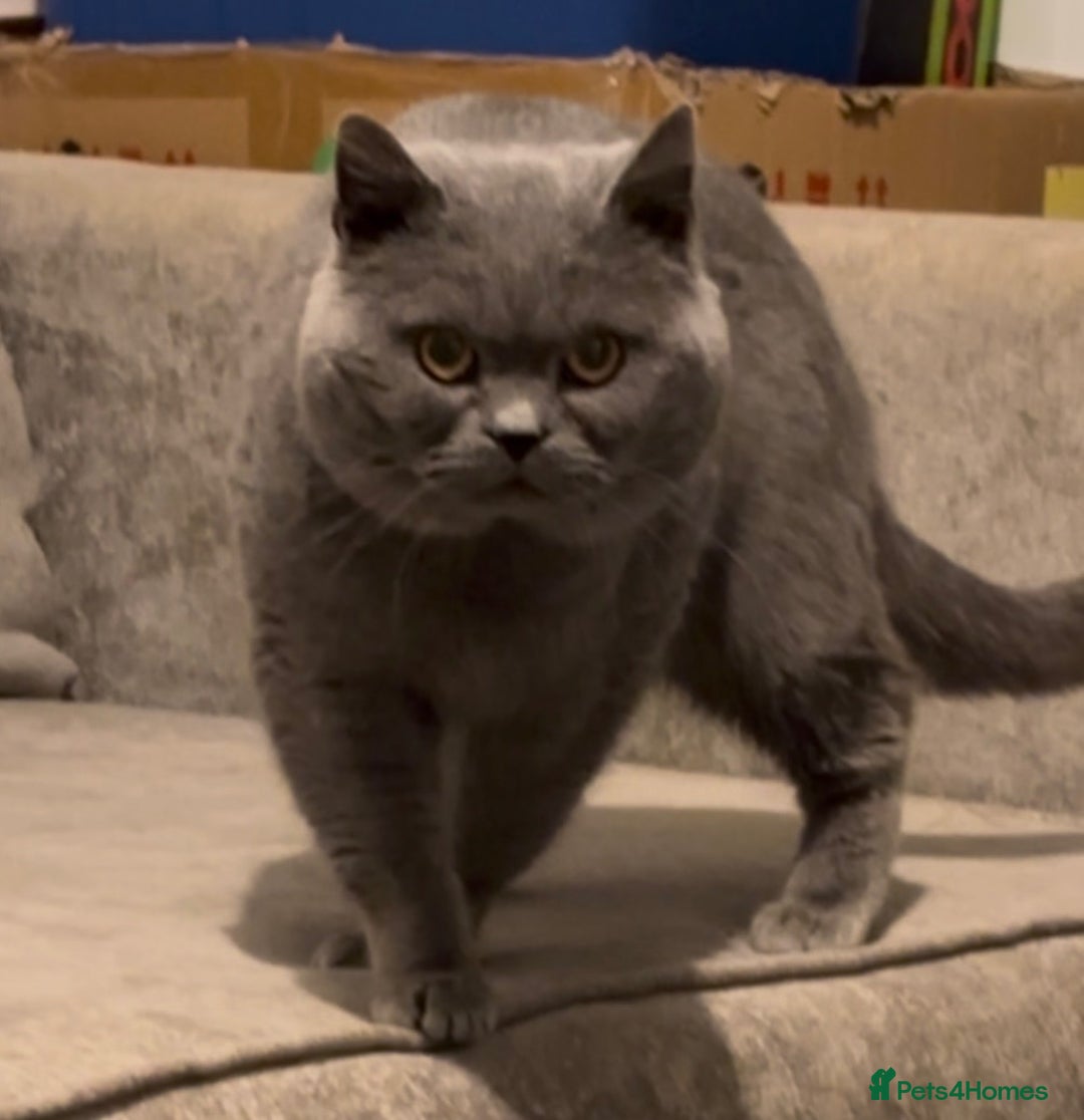 British Shorthair cats for stud: Superb quality, Proven Active Stud, blood B in Burton-on-Trent - Advert 1