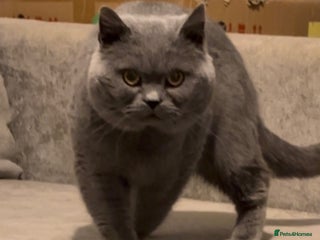 British Shorthair cats Superb quality, Proven Active Stud, blood B in Burton-on-Trent - Advert 17