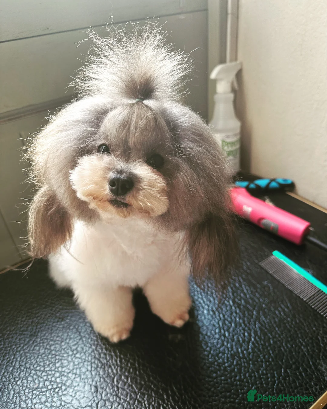 Toy Poodle dogs for stud: 7.5inch Toy HEALTH TESTED ASIAN IMPORT in Guildford - Advert 15