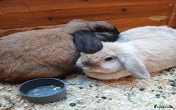 Mini Lop rabbits for sale: 2 female mini lop rabbits. - Advert 1