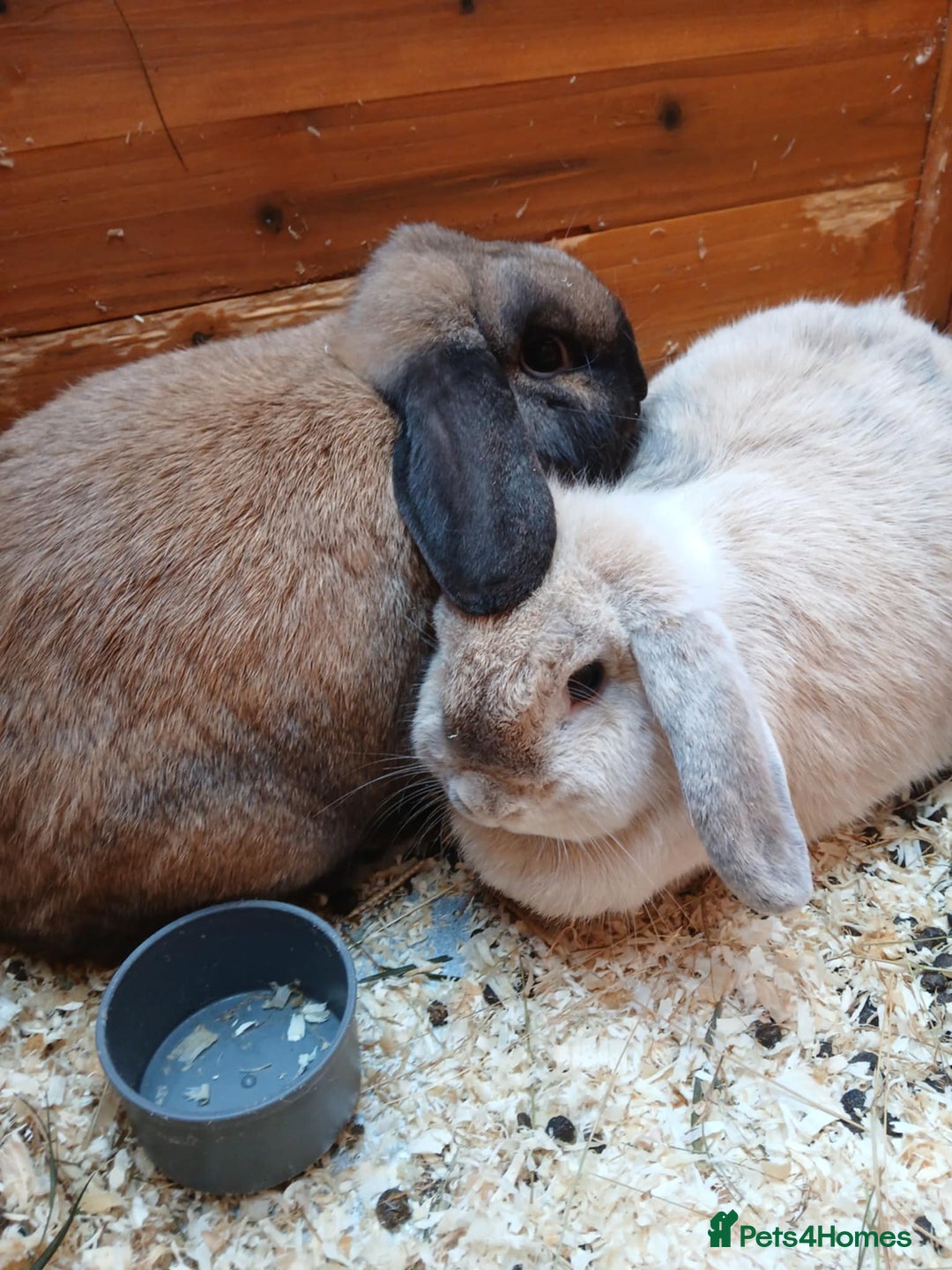 Mini Lop rabbits for sale: 2 female mini lop rabbits. - Advert 1