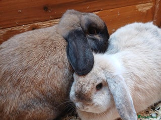 Mini Lop rabbits 2 female mini lop rabbits. - Advert 2