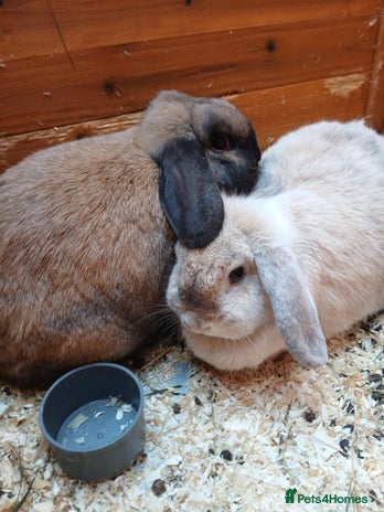 Mini Lop rabbits 2 female mini lop rabbits. - Advert 1