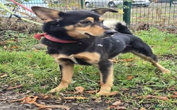 Mixed Breed dogs for adoption: BRILLIANT BERTIE - Image 2