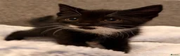 Mixed Breed cats for sale: Cutest kittens! Some £50 some £30!  - Advert 4