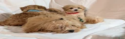 Maltipoo dogs for sale: Lovely Maltipoo Puppies Ready To Leave - Advert 17