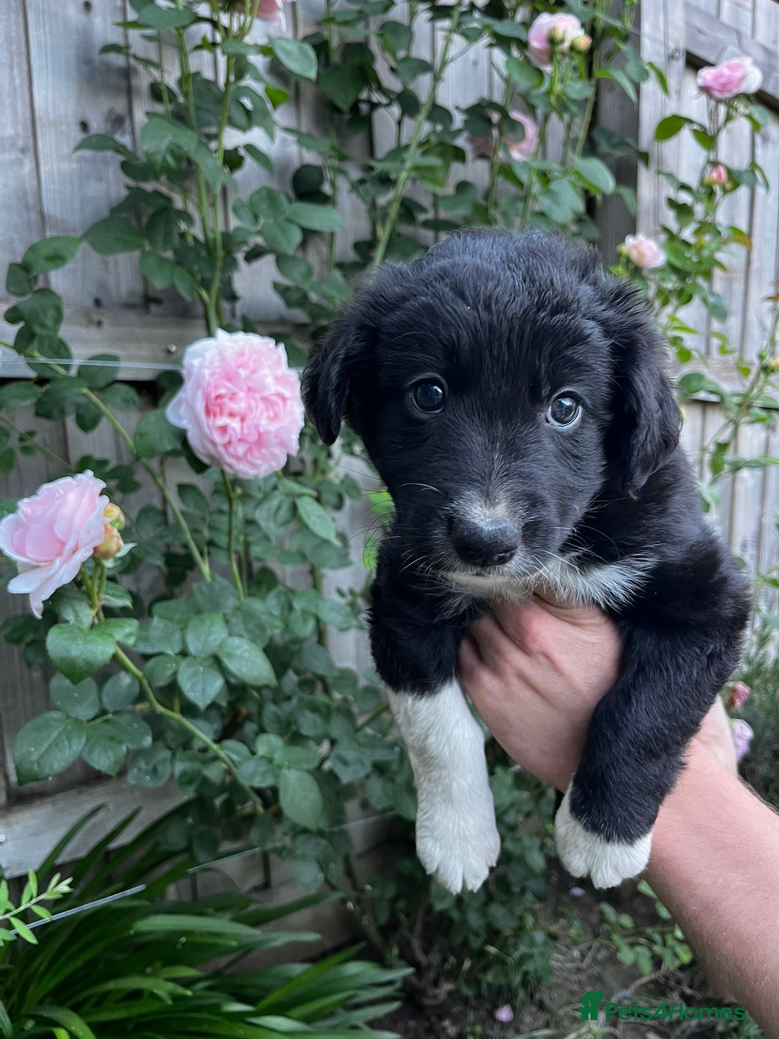 Border Collie dogs Border collie puppies - Advert 2