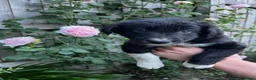 Border Collie dogs for sale: Border collie puppies - Advert 9