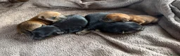 Norfolk Terrier dogs for sale: Nolfolk terrier  - Advert 8