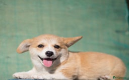 Welsh Corgi Pembroke dogs for sale: Welsh Corgi Pembroke Puppies with Pedigree! - Image 4