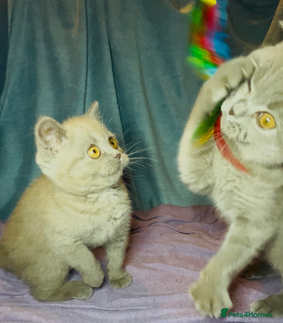 British Shorthair cats for sale: Blue & Fawn Boys & Girls - Image 14