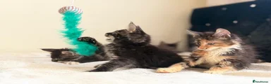 Maine Coon 1