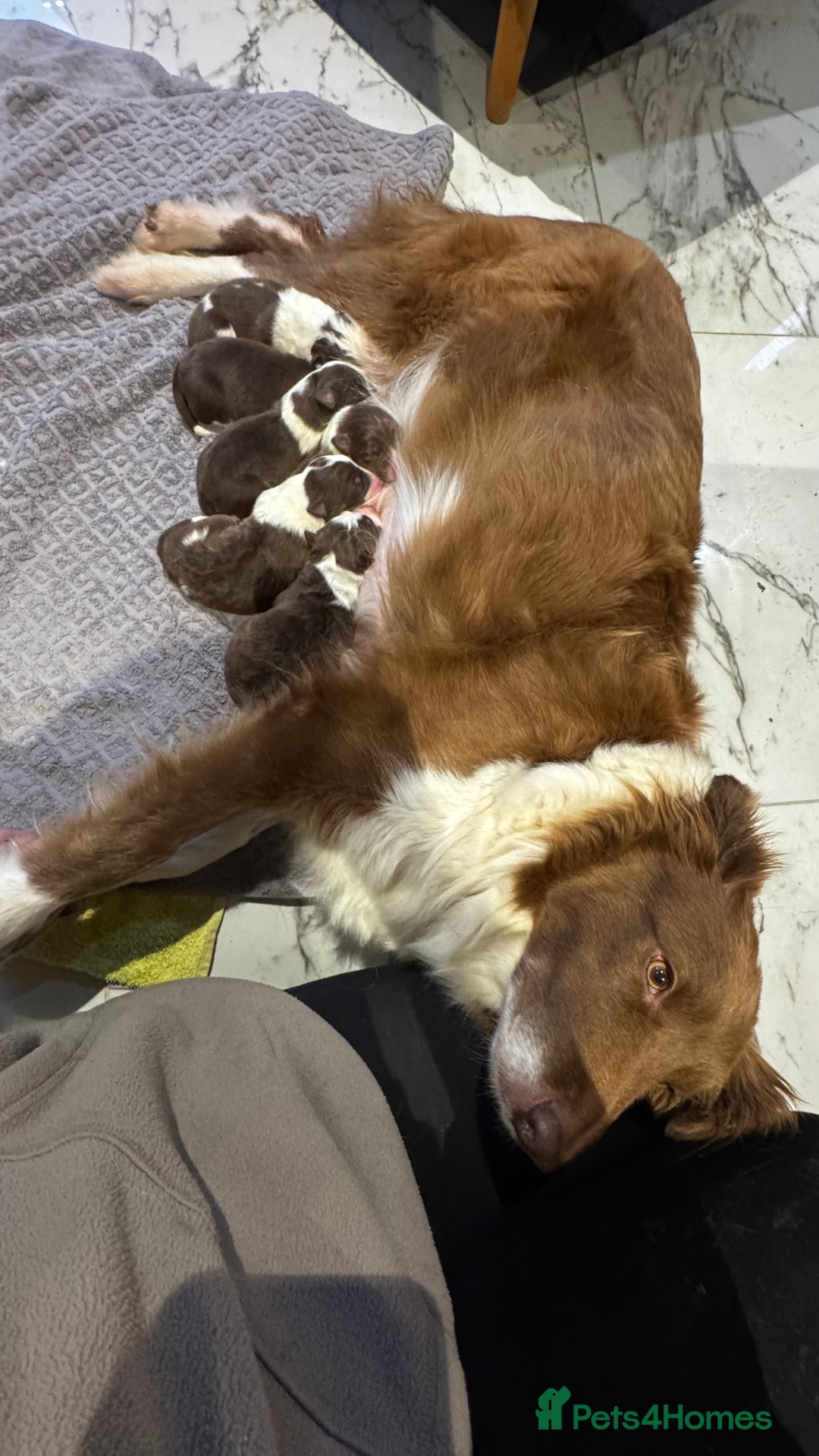 Border Collie dogs for sale: Beautiful Red tri pups  - Advert 6