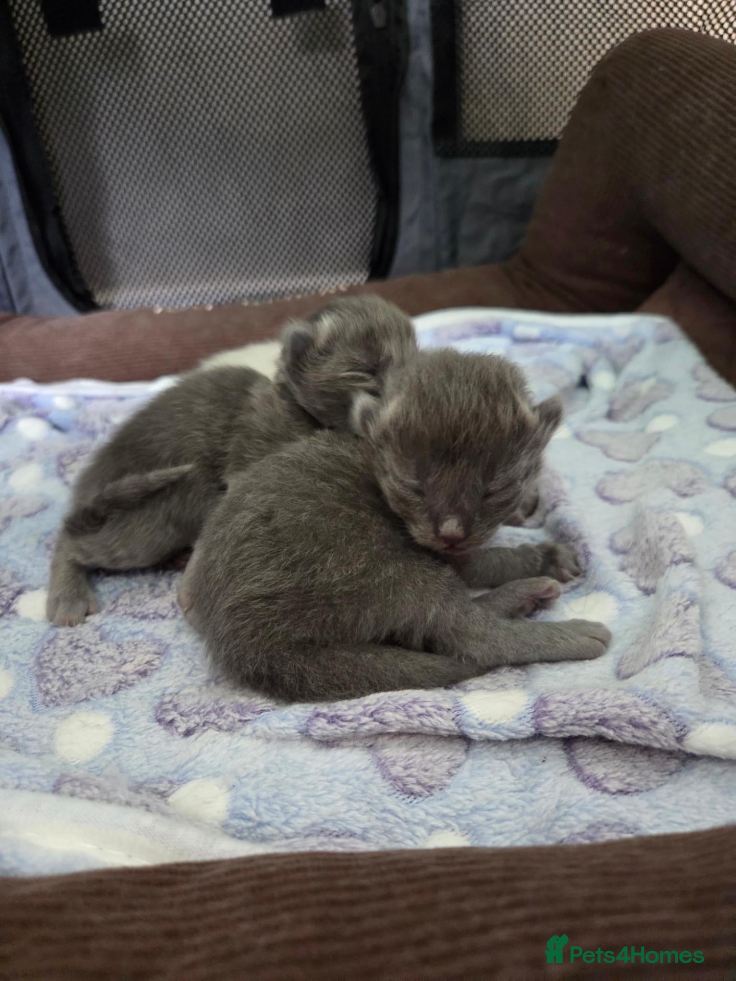 Ragdoll cats 2 Rare solid blue ragdoll kittens, 1 blue point - Advert 2