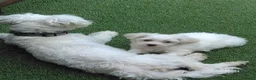 Bichon Frise dogs for sale: Bichon puppies - Advert 4