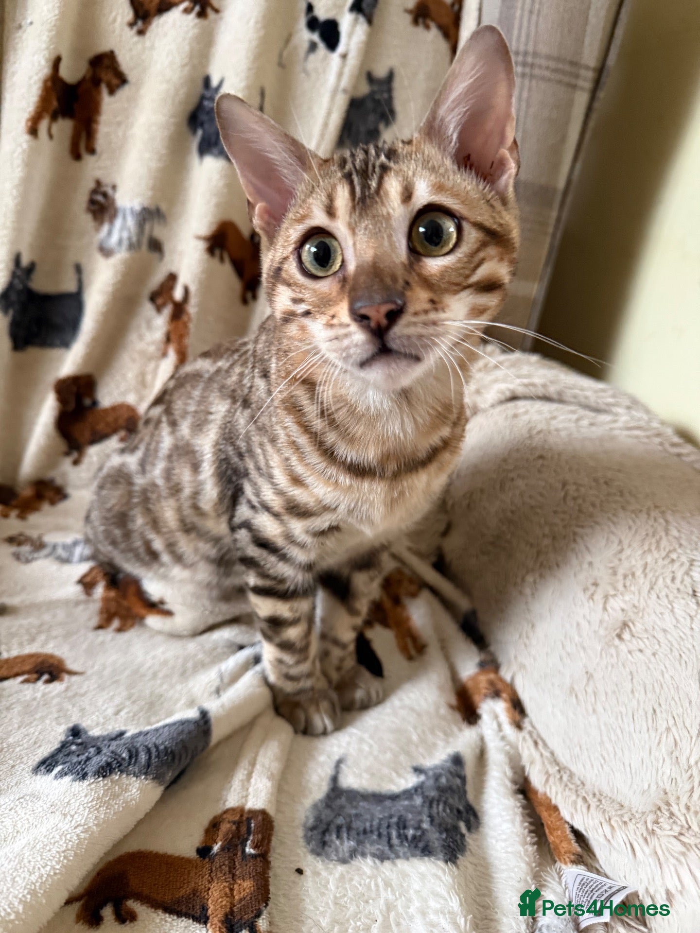 Bengal cats Snow Sepia 💙 TICA Pedigree 🐆 Bengal Kitten  - Advert 14