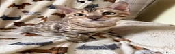 Bengal cats for sale: Snow Sepia 💙 TICA Pedigree 🐆 Bengal Kitten  in Deal - Advert 11