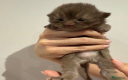 British Shorthair cats for sale: Chocolate British Shorthair Kittens - Image 11