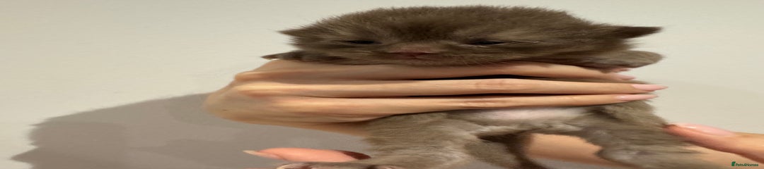 British Shorthair Kitten 1