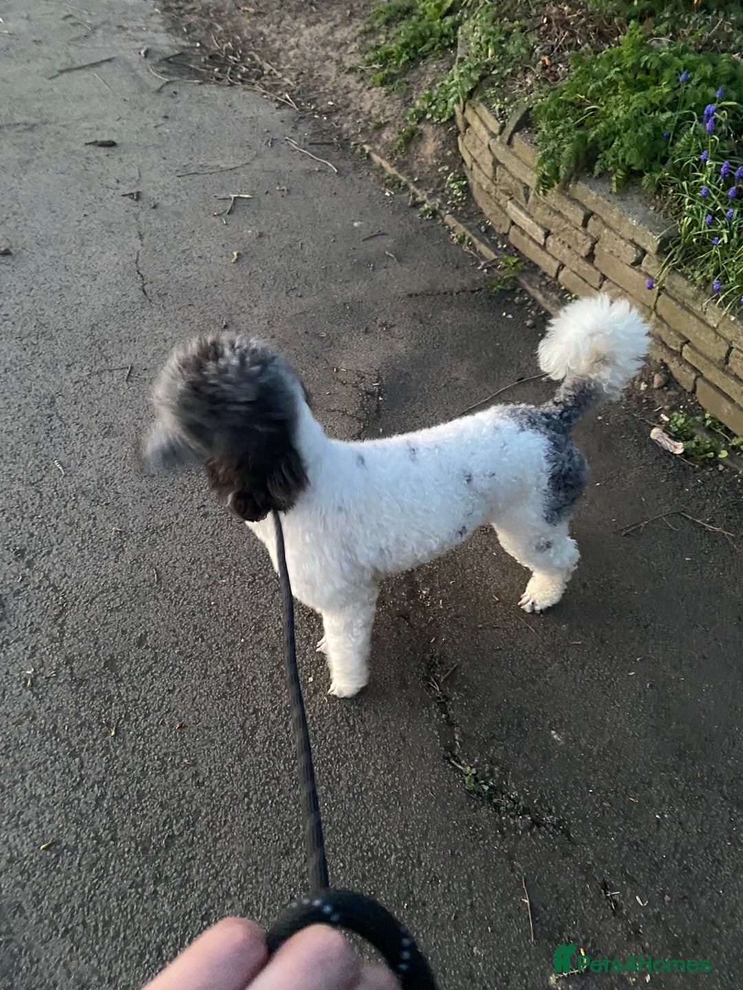 Poodle dogs for sale: Beautiful female merle parti poodle  - Advert 3