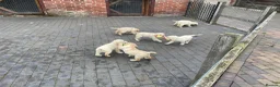 Labrador Retriever dogs for sale: Beautiful Labrador Puppies - Advert 11