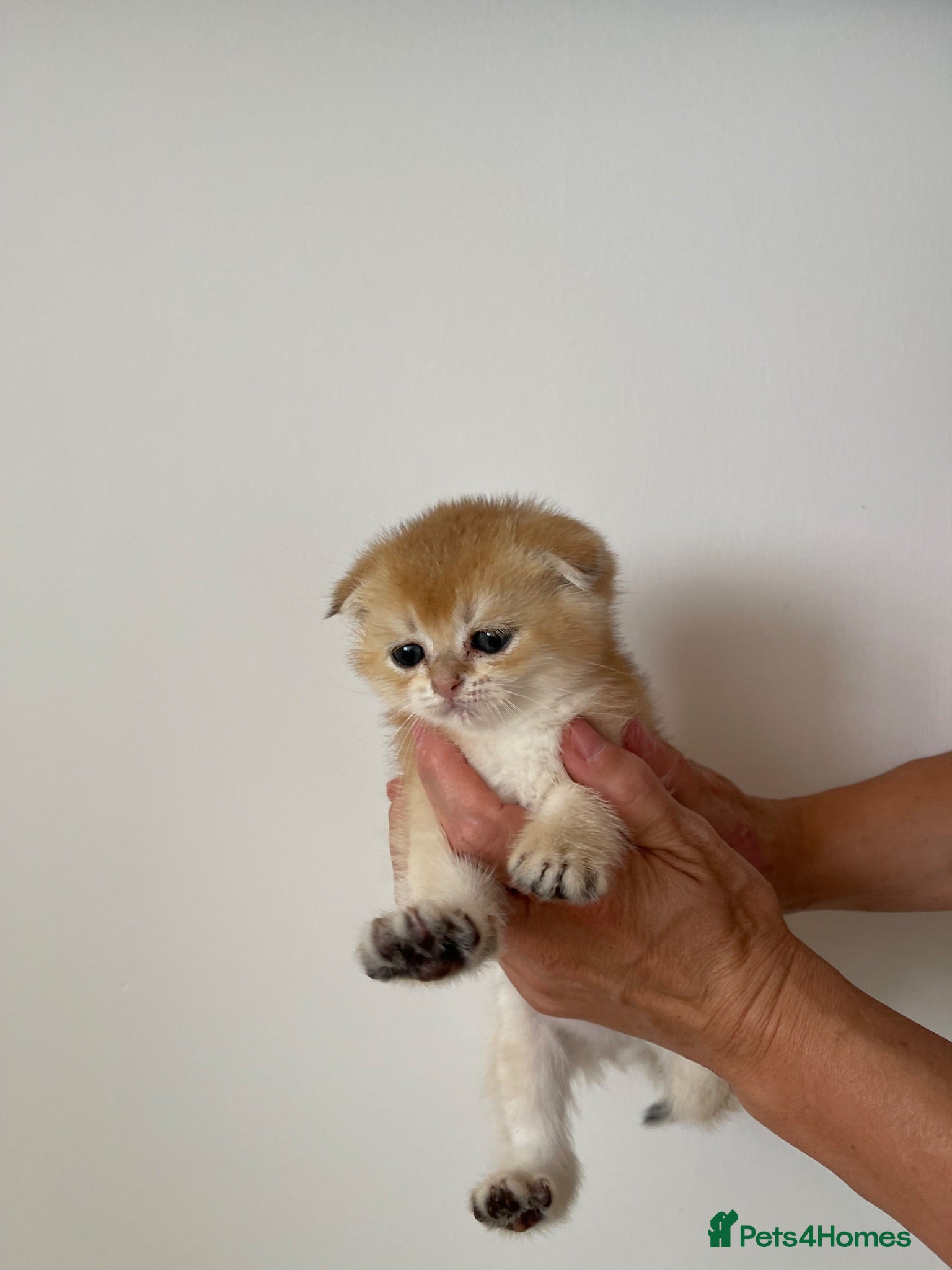 Scottish Fold cats LOVELY PUREBRED SCOTTISH FOLD GOLDEN KITTENS  - Advert 5