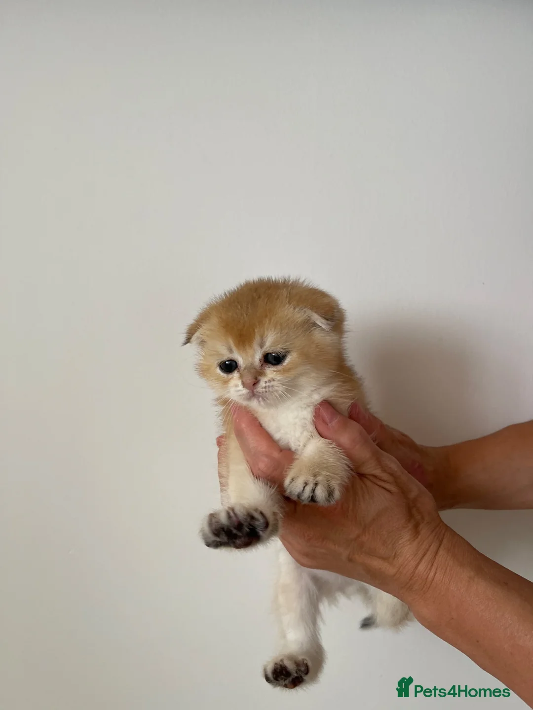 Scottish Fold cats for sale: LOVELY PUREBRED SCOTTISH FOLD GOLDEN KITTENS  - Advert 1