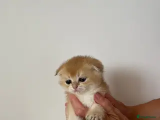 Scottish Fold cats LOVELY PUREBRED SCOTTISH FOLD GOLDEN KITTENS - Advert 5