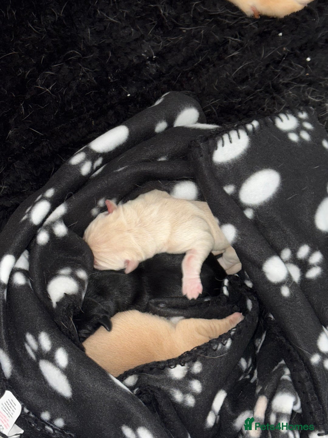Labrador Retriever dogs for sale: Labrador puppies ready for Christmas ❤️ - Image 2