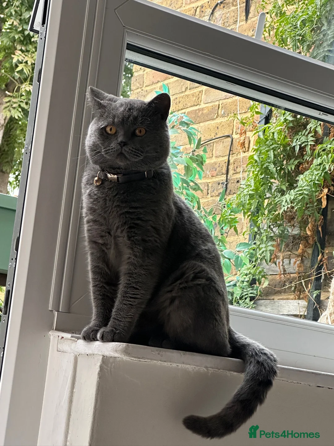 British Shorthair cats for sale: British shorthair mix kittens  - Advert 2