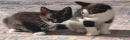 Mixed Breed cats for sale: 2 Kittens in urgent need of rehoming in Newport - Advert 5