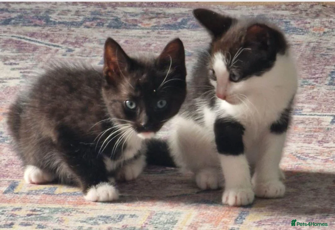 Mixed Breed cats for sale: 2 Kittens in urgent need of rehoming in Newport - Advert 5