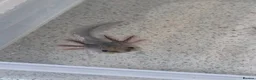 Axolotl reptiles for sale: Axolotl babies hatched 2/1/26 in Sutton-in-Ashfield - Advert 6